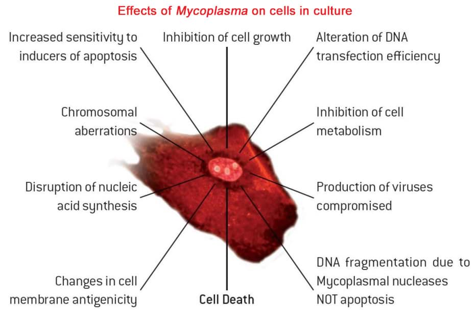 Mycoplasma affects many aspects of cell culture like cell death, cell size and other aspects